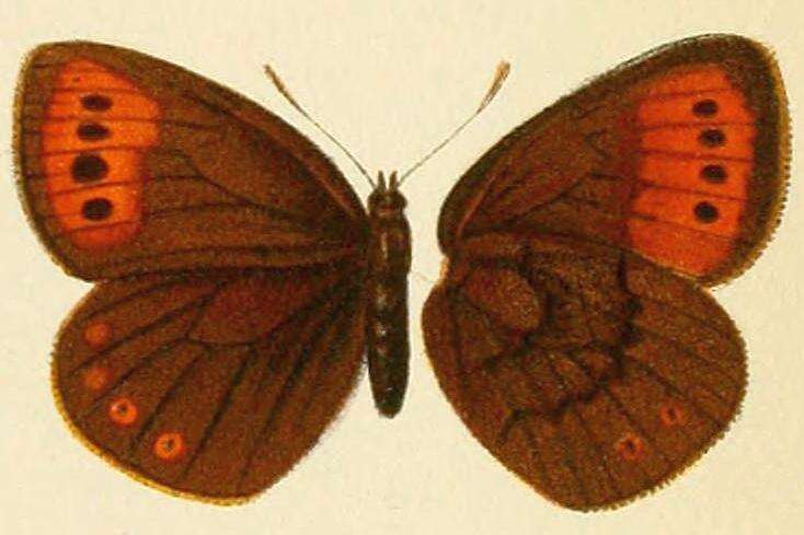 Image of Erebia fletcheri Elwes 1899