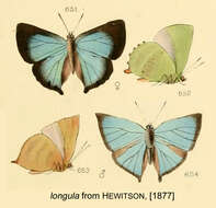 Image of Cyanophrys longula (Hewitson 1868)