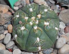 Image of Gymnocalycium denudatum (Link & Otto) Pfeiff. ex Mittler