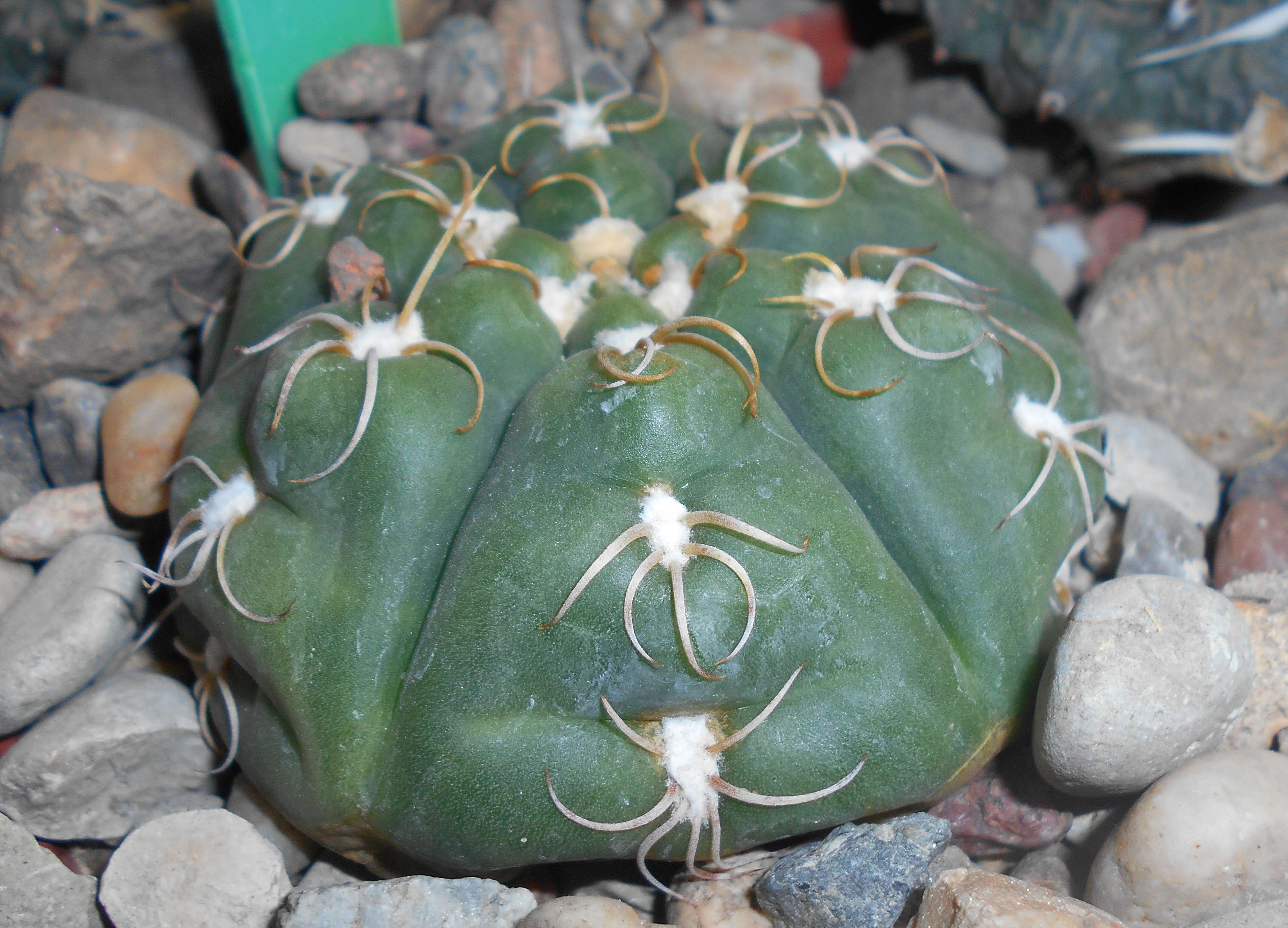 Image of Gymnocalycium denudatum (Link & Otto) Pfeiff. ex Mittler