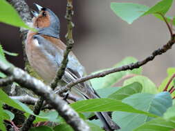 Image of Fringilla Linnaeus 1758