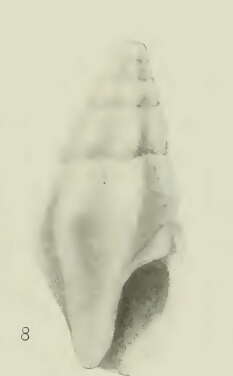Image of Bellaspira melea Dall 1919