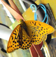 Image of silver-washed fritillary