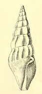 Image of Fenimorea pagodula (Dall 1889)