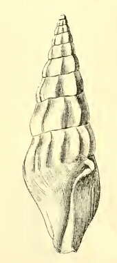 Image of Fenimorea pagodula (Dall 1889)