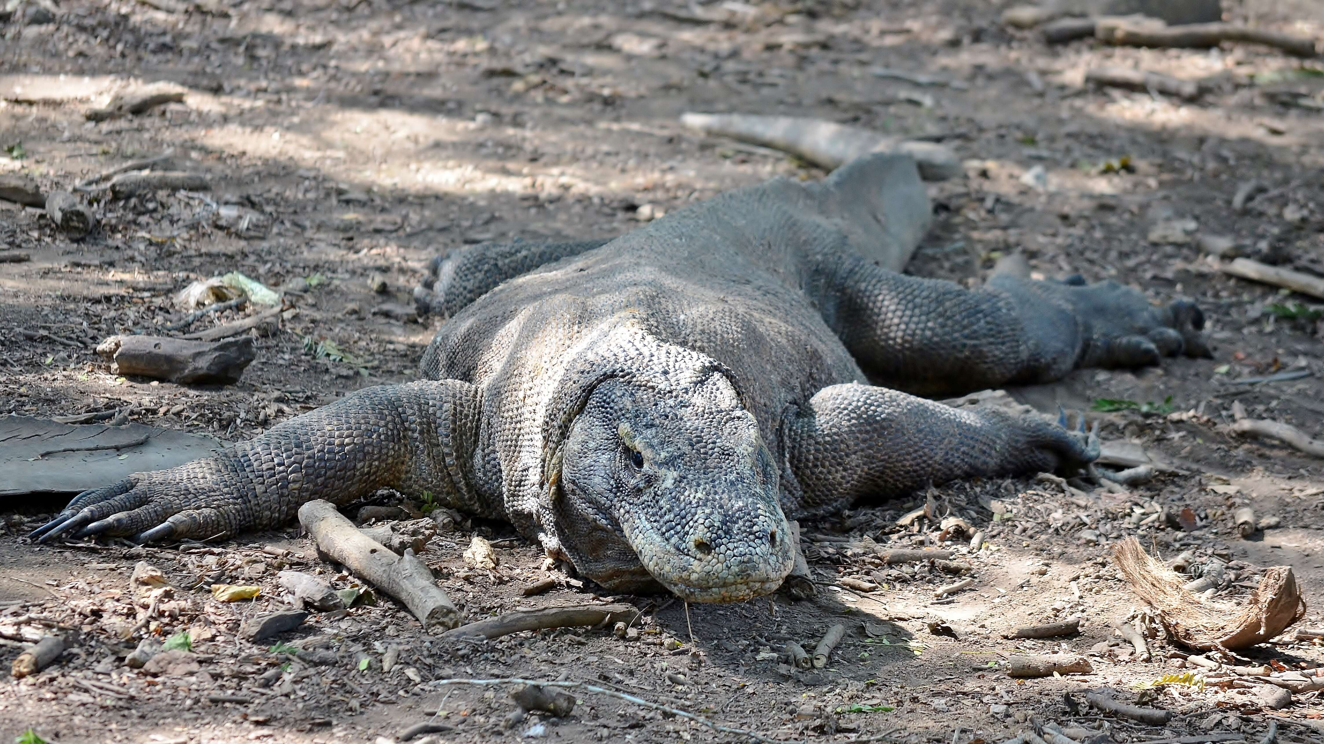 Image of Komodo Dragon