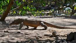Image of Komodo Dragon