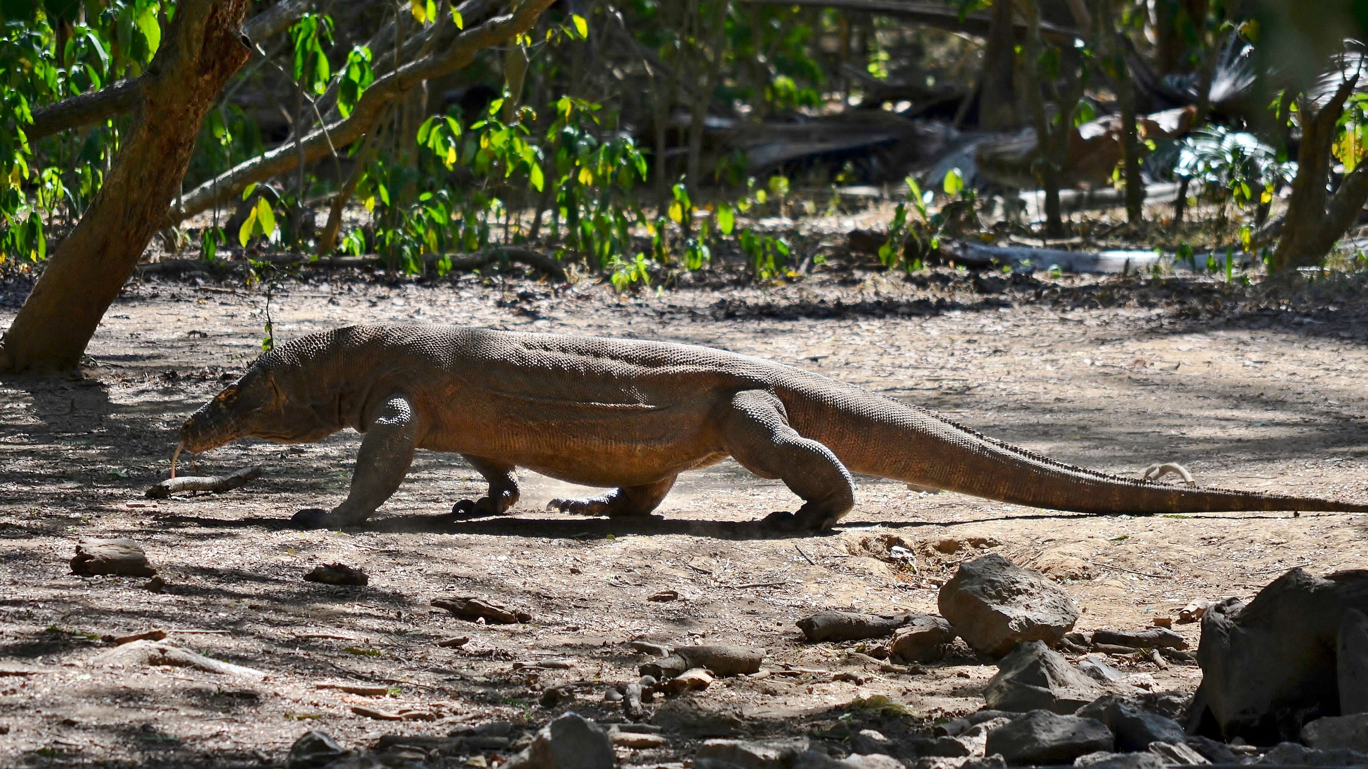 Image of Komodo Dragon