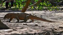 Image of Komodo Dragon