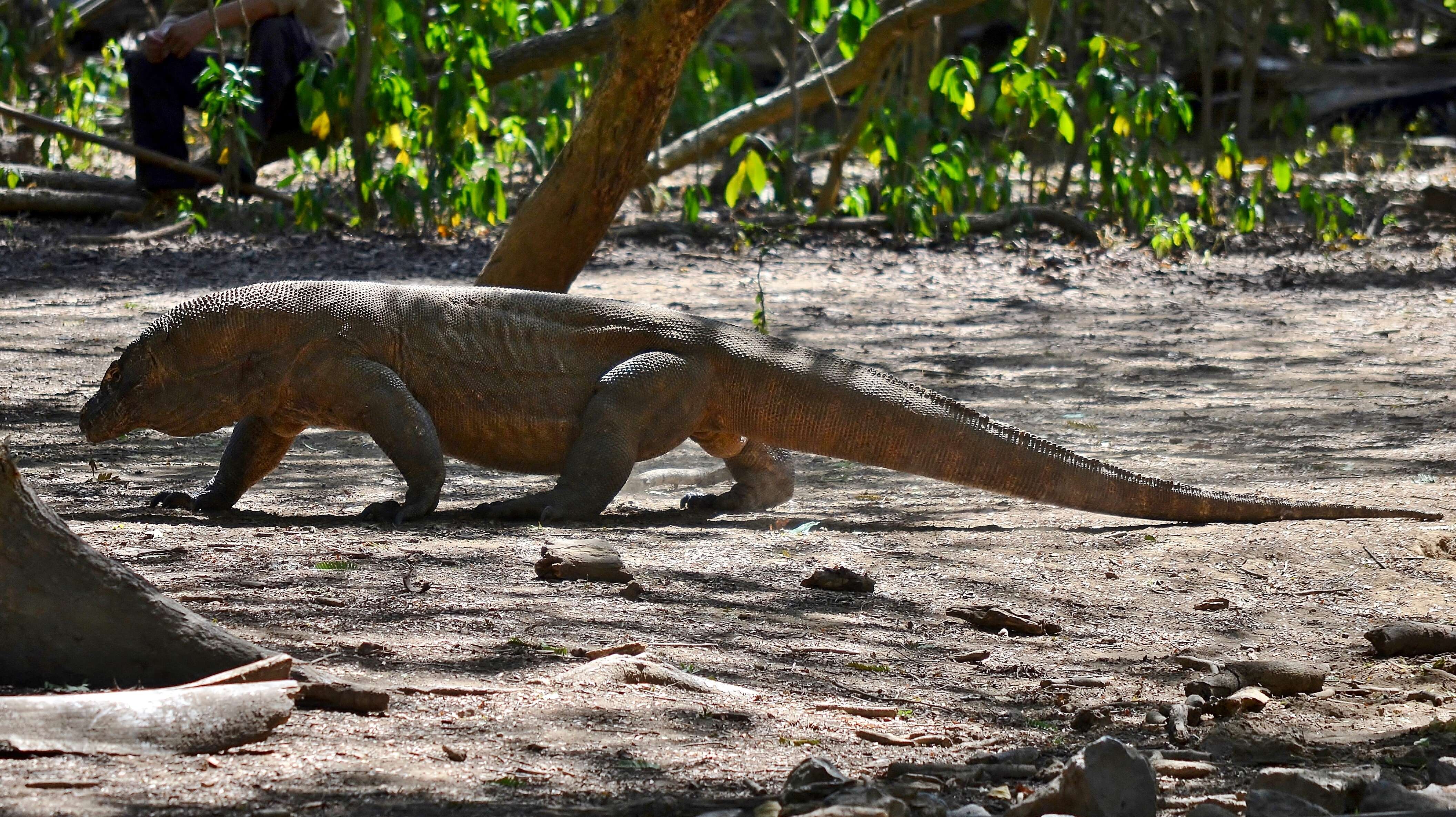 Image of Komodo Dragon