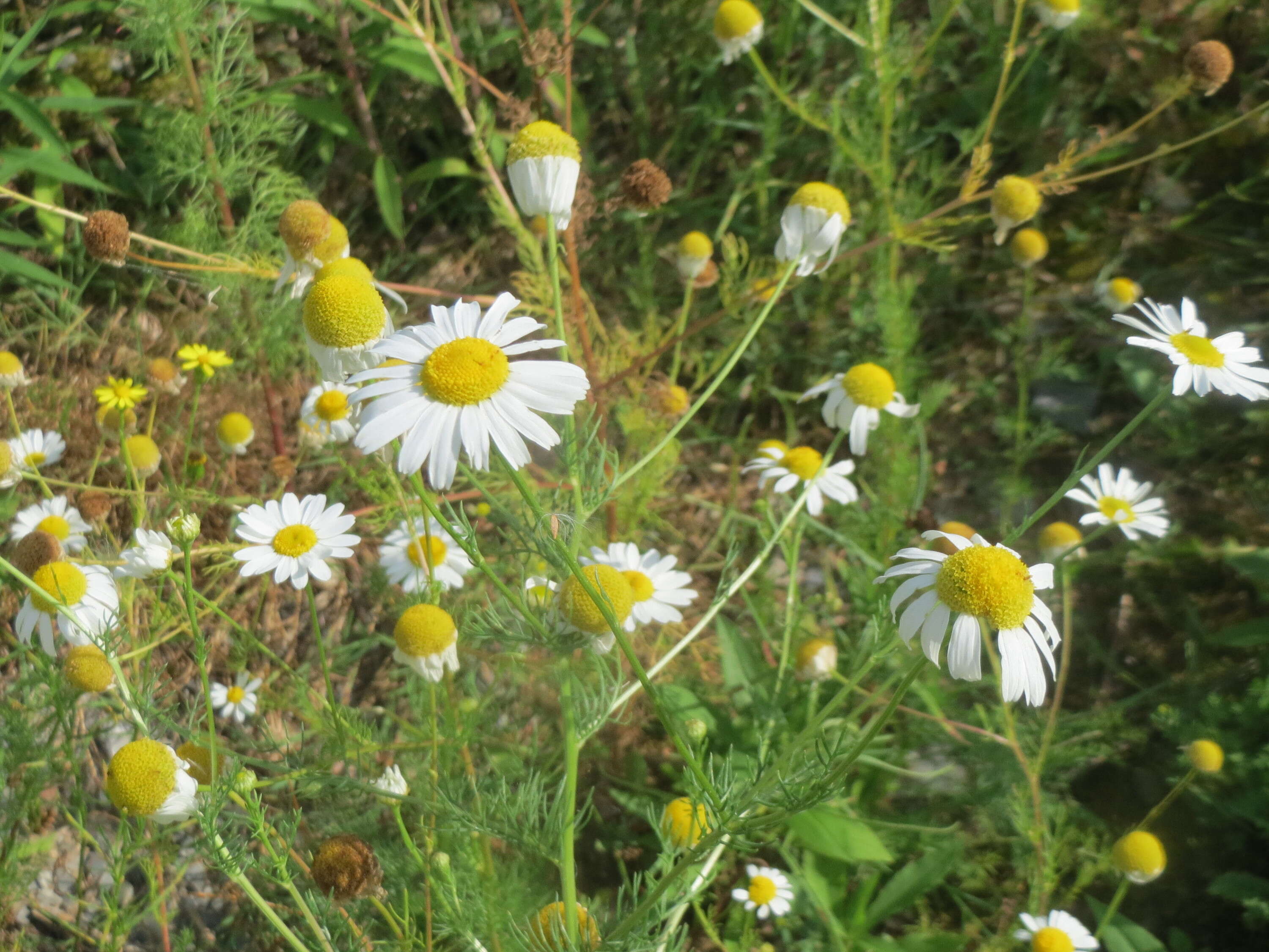 Image of scentless false mayweed