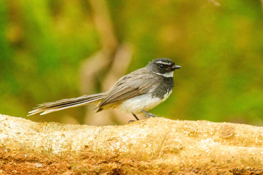 Image of White-spotted Fantail