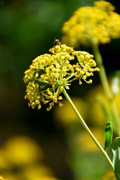 Image of Shrubby Hare's Ear