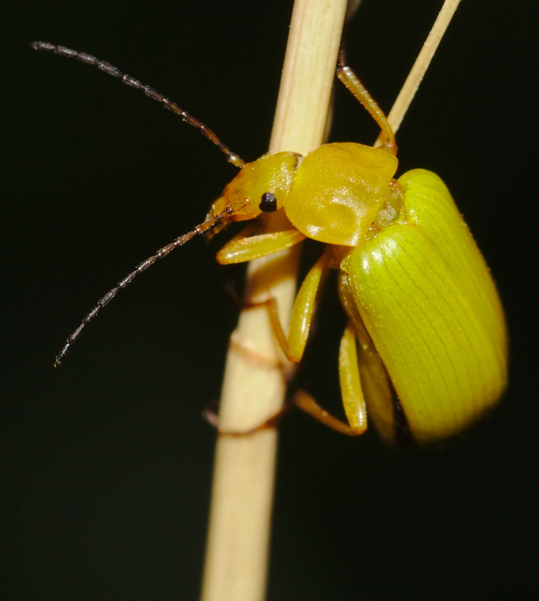 Image of Cteniopus sulphureus