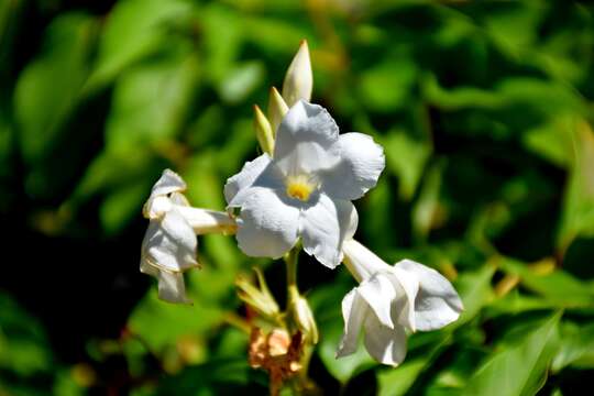 Image of Mandevilla laxa (Ruiz & Pav.) R. E. Woodson