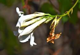 Image of Mandevilla laxa (Ruiz & Pav.) R. E. Woodson