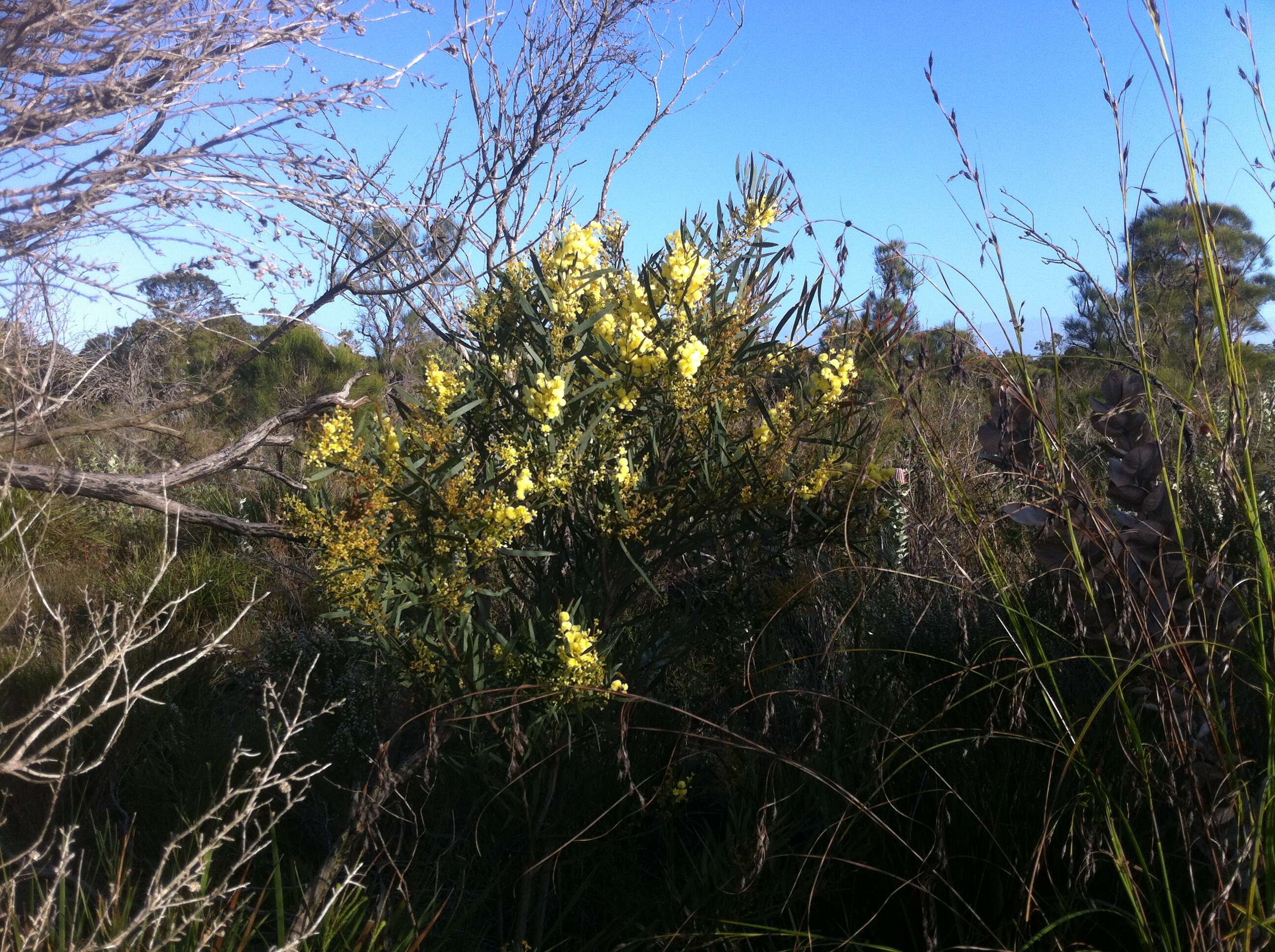 Image of Acacia cochlearis (Labill.) H. L. Wendl.