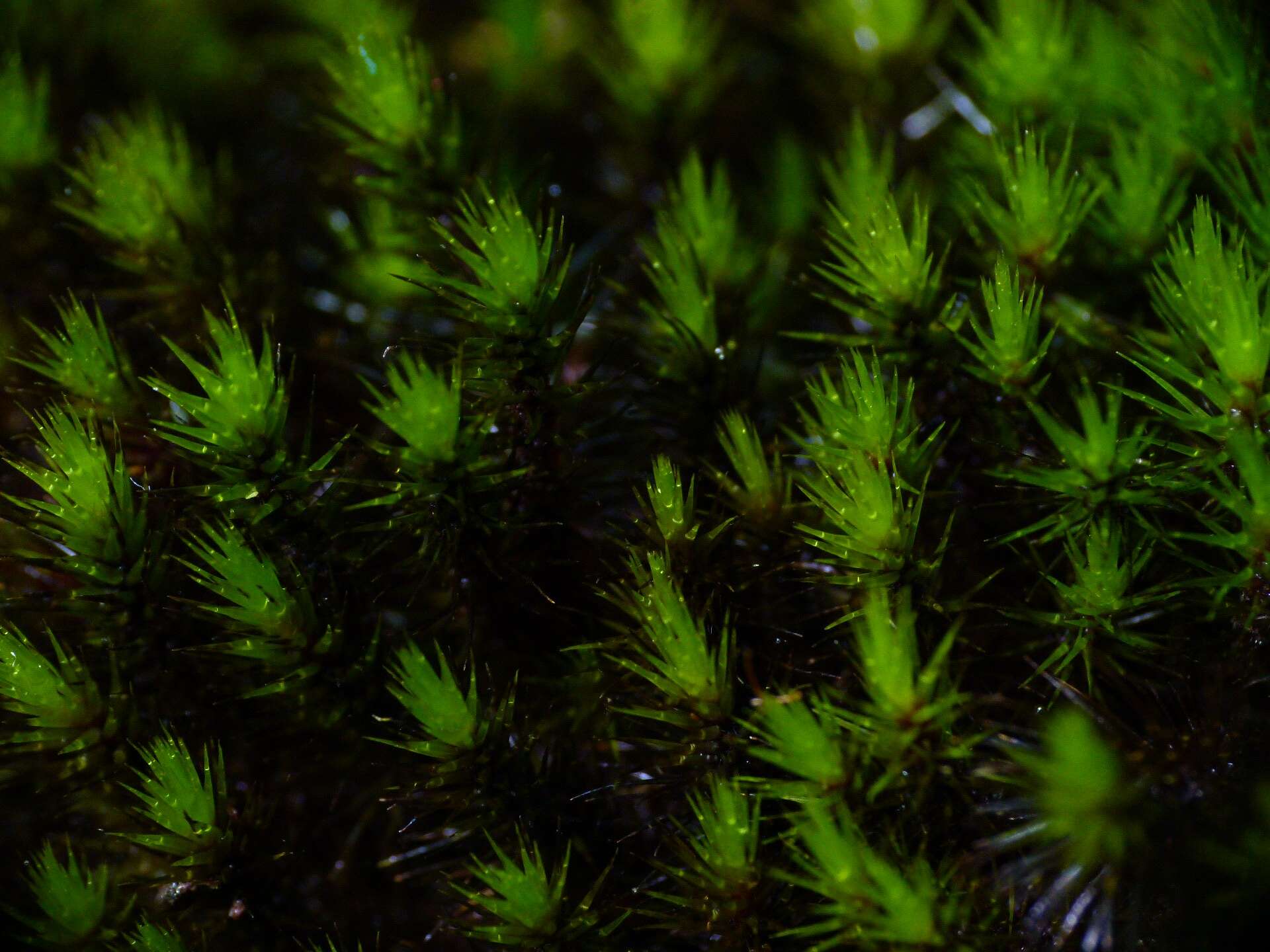 Image of campylopus moss