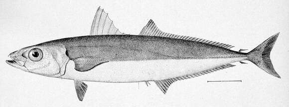 Image of Round Scad