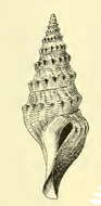 Image of Lissodrillia verrillii (Dall 1881)