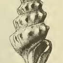 Sivun Spirotropis centimata (Dall 1889) kuva