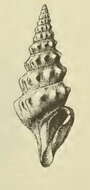 Image of Spirotropis centimata (Dall 1889)