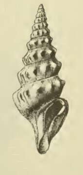 Sivun Spirotropis centimata (Dall 1889) kuva