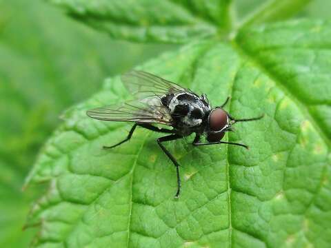 Plancia ëd Anthomyia procellaris Rondani 1866