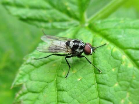 Image of Anthomyia procellaris Rondani 1866