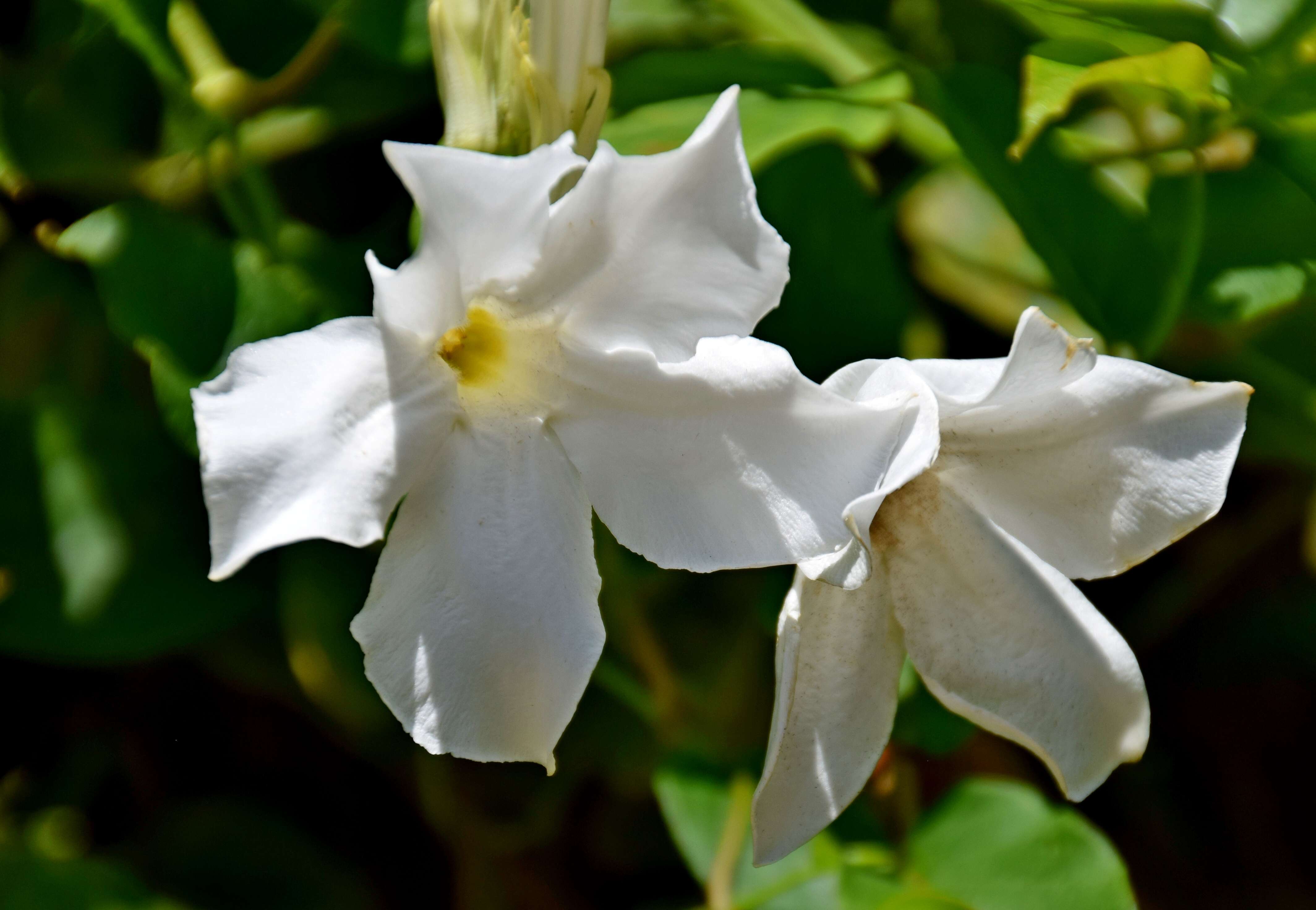 Image of Mandevilla laxa (Ruiz & Pav.) R. E. Woodson