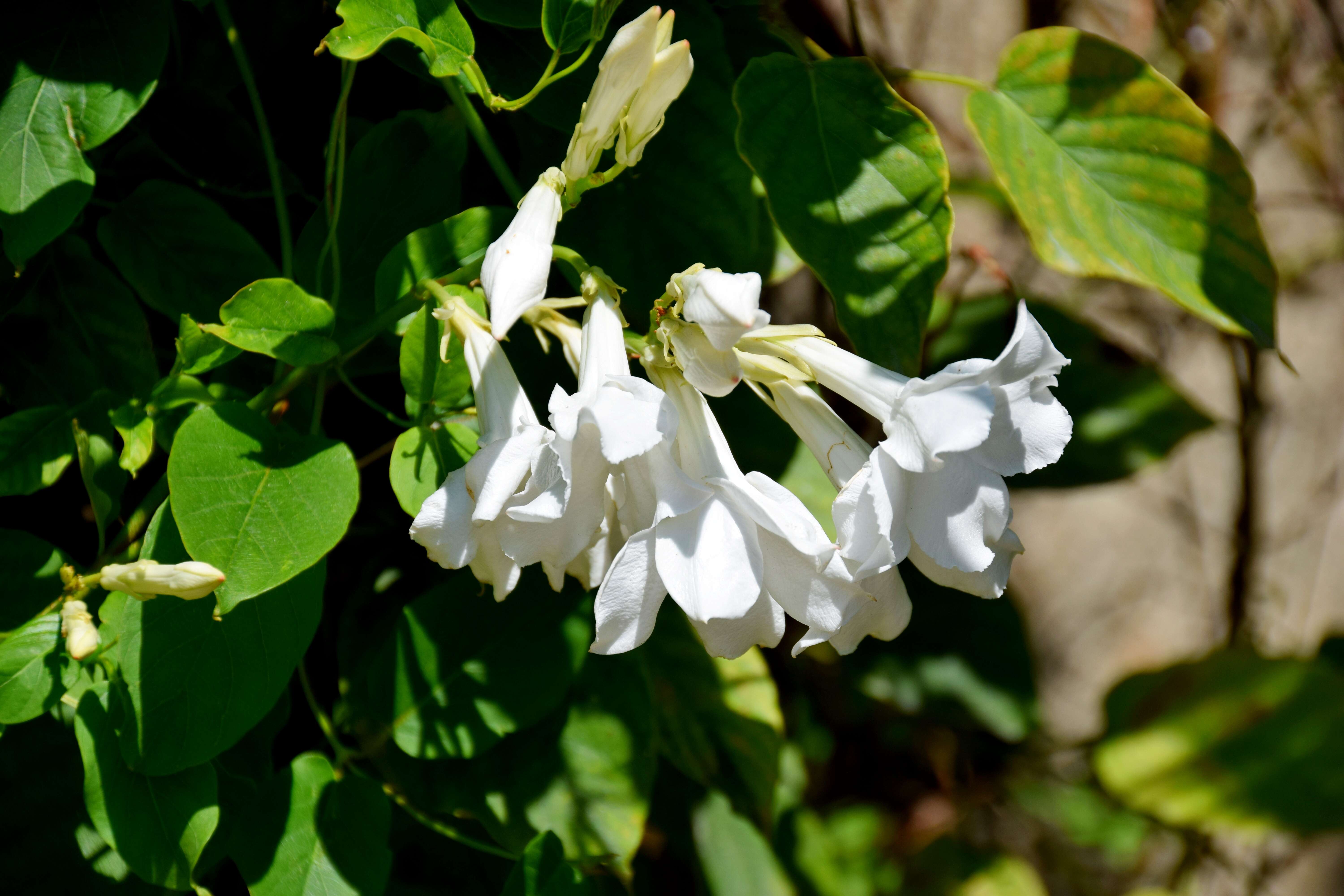 Image of Mandevilla laxa (Ruiz & Pav.) R. E. Woodson