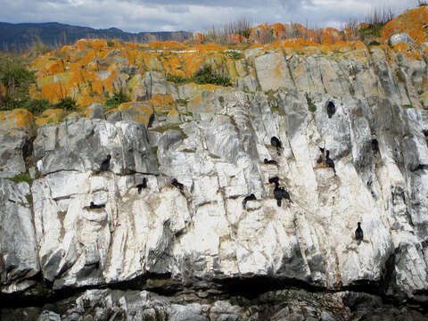 Image of Imperial Shag