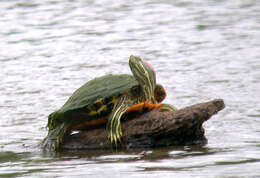 Image of slider turtle, red-eared terrapin, red-eared slider