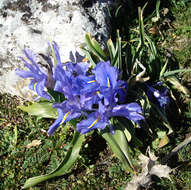 Imagem de Iris planifolia (Mill.) T. Durand & Schinz