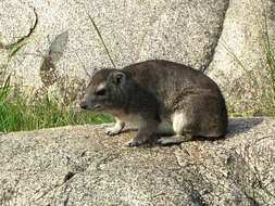 Image of Bush Hyrax