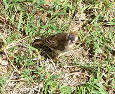 Image of Speckle-fronted Weaver