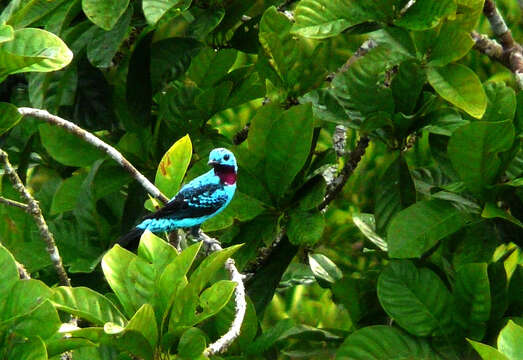 Image of Spangled Cotinga