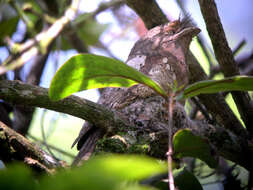 Image of Ceylon Frogmouth