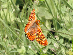 Image of Euphydryas aurinia