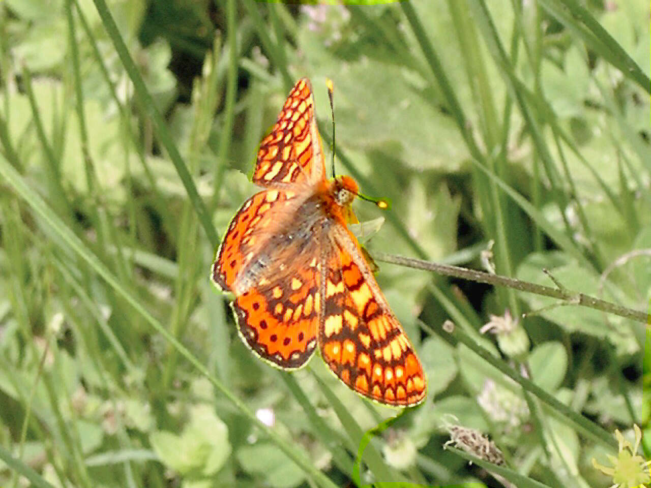 Image of Euphydryas aurinia