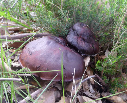 Imagem de Tricholoma portentosum (Fr.) Quél. 1873