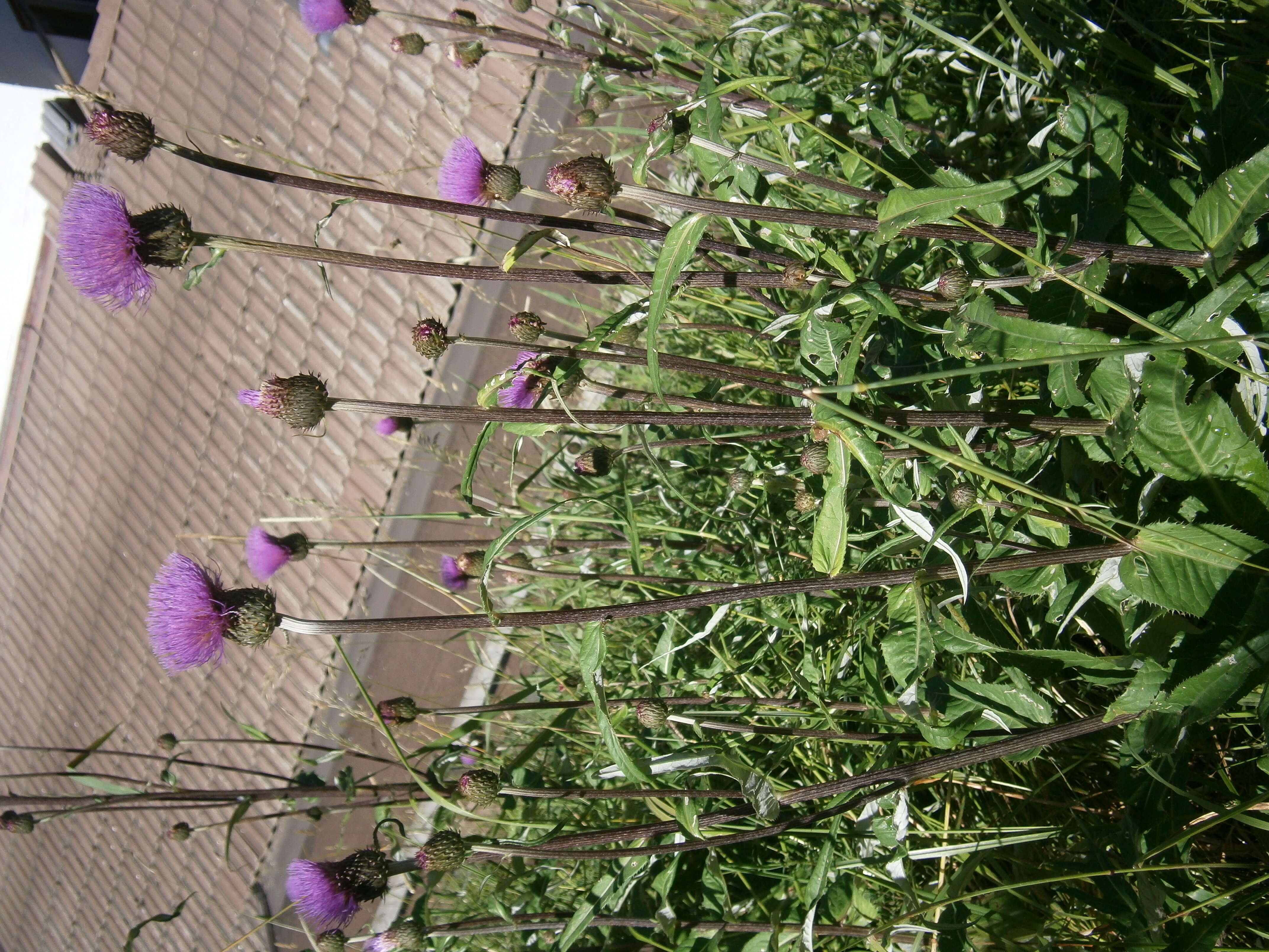 Слика од Cirsium helenioides (L.) Hill