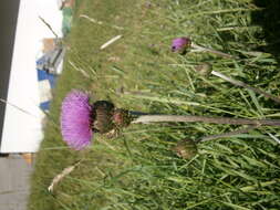 Слика од Cirsium helenioides (L.) Hill