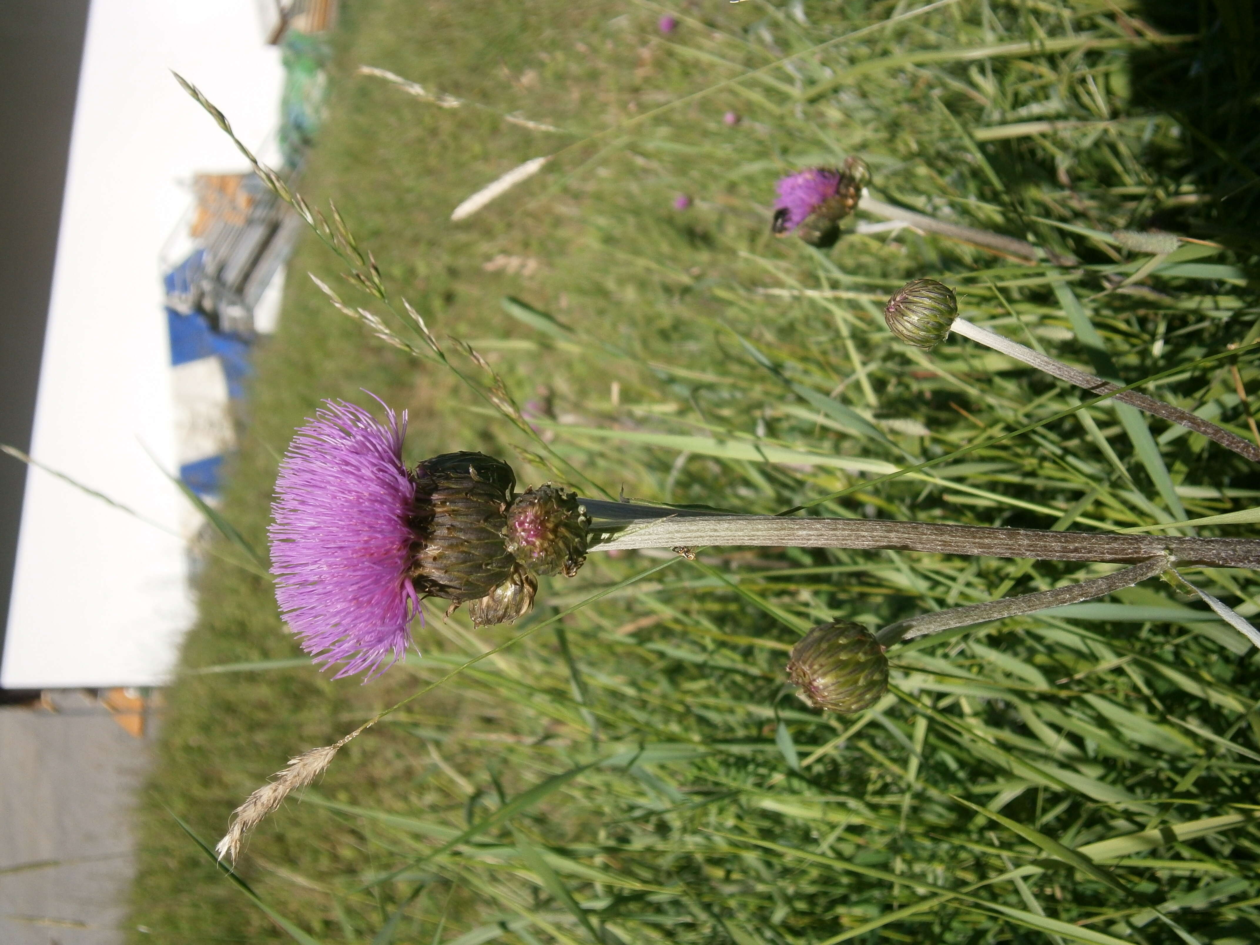 Слика од Cirsium helenioides (L.) Hill