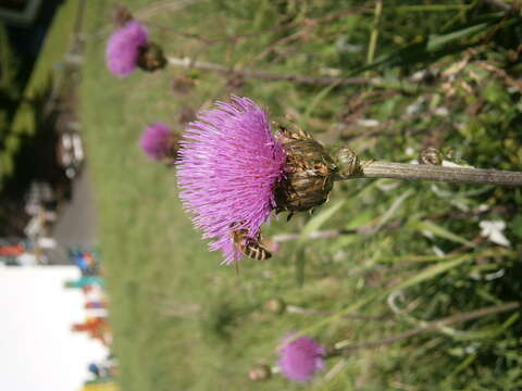 Image of melancholy thistle