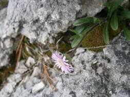 Image of alpine fleabane