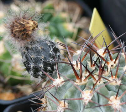 Image of Echinopsis thionantha subsp. glauca (F. Ritter) M. Lowry