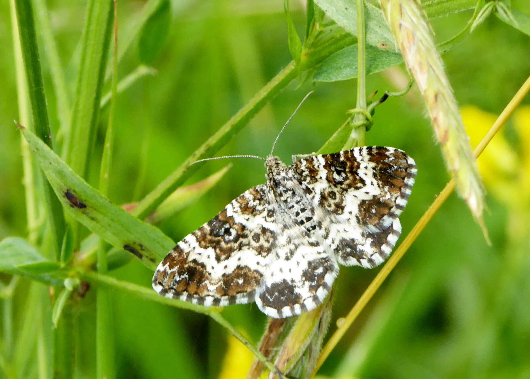 Plancia ëd Epirrhoe tristata Linnaeus 1758