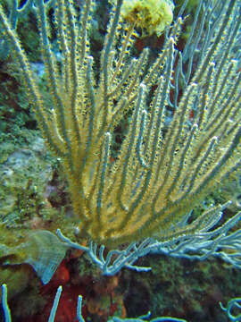 Image of white horny coral