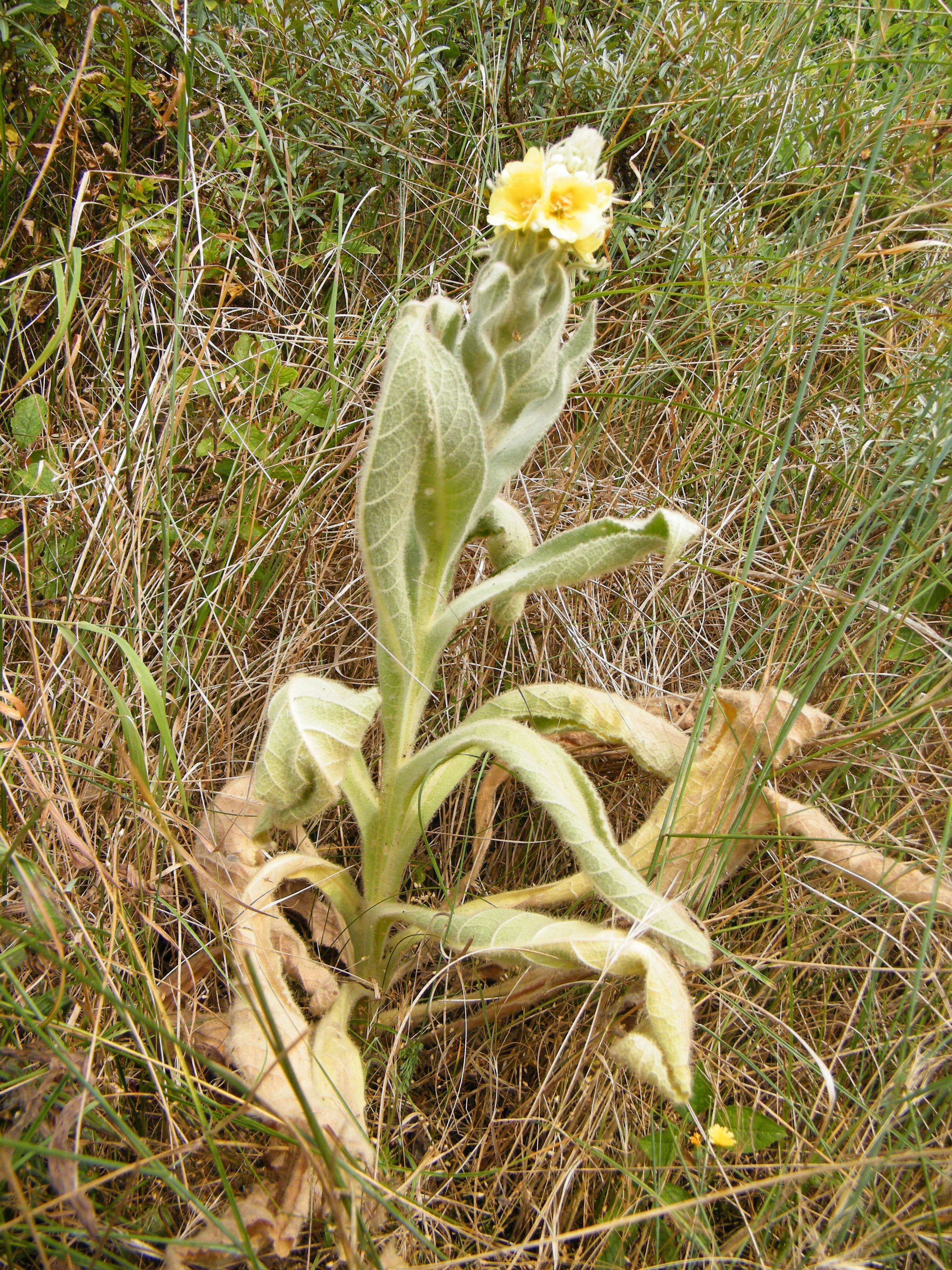 Image of Great Mullein